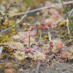 Drosera glanduligera