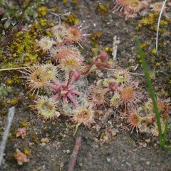 Drosera glanduligera