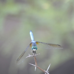 Pachydiplax longipennis