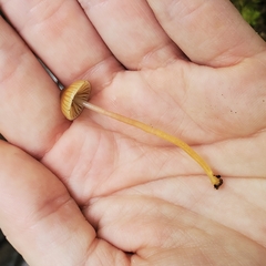 Gliophorus psittacinus