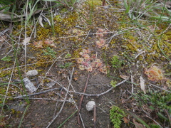 Drosera glanduligera