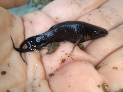 Poeciliidae