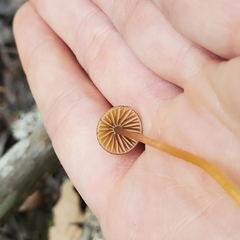 Gliophorus psittacinus