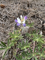Lupinus variicolor
