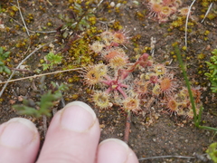 Drosera glanduligera
