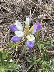 Lupinus variicolor