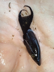 Poeciliidae