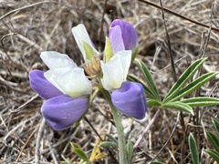 Lupinus variicolor