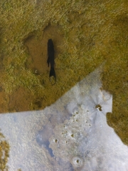Poeciliidae
