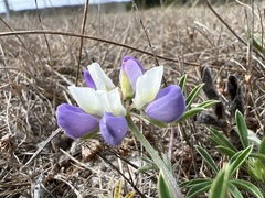 Lupinus variicolor