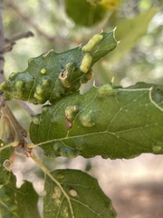 Aceria mackiei