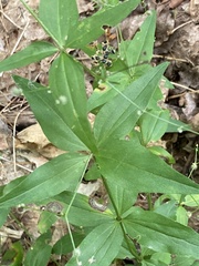 Galium lanceolatum