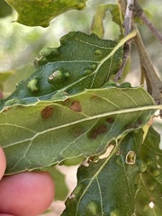 Aceria mackiei