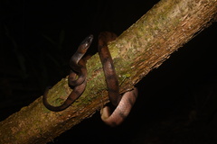 Siphlophis compressus
