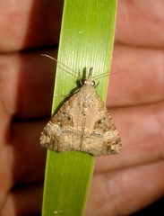 Hypena obsitalis