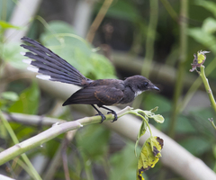 Rhipidura javanica