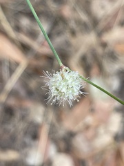 Eriogonum nudum