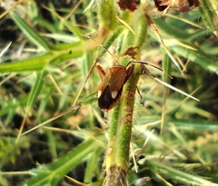 Adelphocoris vandalicus