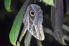 Caligo teucer insulanus