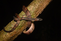 Siphlophis compressus