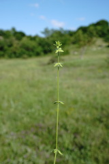 Cruciata pedemontana