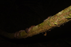 Siphlophis compressus