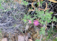 Mimosa emoryana