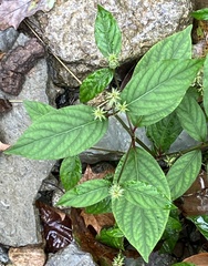 Achyranthes japonica