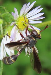 Physocephala sagittaria