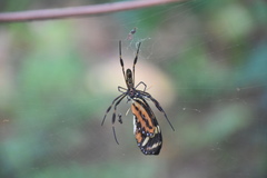 Mechanitis polymnia kayei