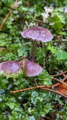 Mycena pura