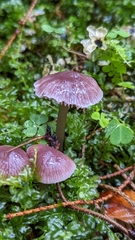 Mycena pura