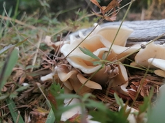 Pleurocybella porrigens