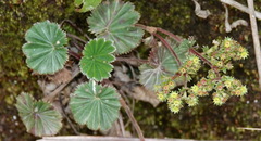 Alchemilla orbiculata