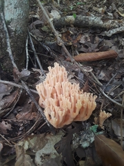 Ramaria
