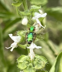 Agapostemon splendens