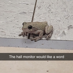 Hyla chrysoscelis