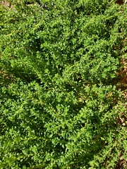 Amaranthus blitoides