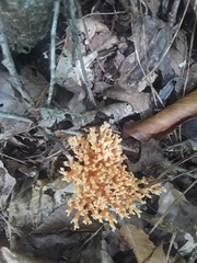 Ramaria