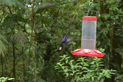 Campylopterus hemileucurus