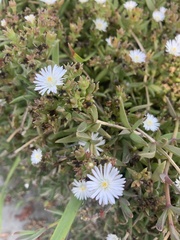 Delosperma