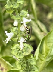 Agapostemon splendens