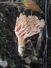 Ramaria