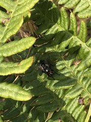 Paradejeania rutilioides