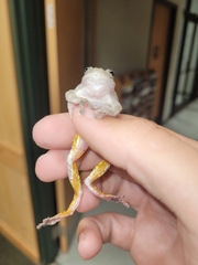 Hyla chrysoscelis
