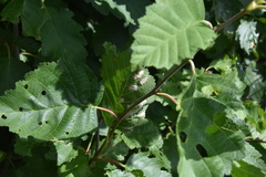 Acalitus brevitarsus