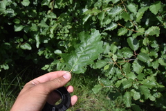 Acalitus brevitarsus