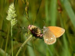 Coenonympha glycerion