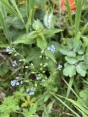 Myosotis arvensis