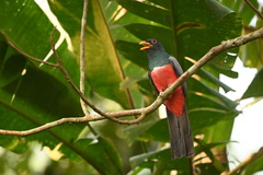 Trogon melanurus